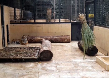 Taman Safari Indonesia Dan Pusat Gadai Dukung Pelestarian Harimau Sumatera