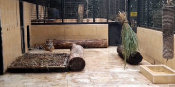 Taman Safari Indonesia Dan Pusat Gadai Dukung Pelestarian Harimau Sumatera