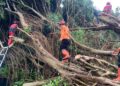 Hujan Deras Dan Angin Kencang Tumbangkan Pohon Beringin di SMAN 1 Cicurug, 12 Kendaraan Rusak