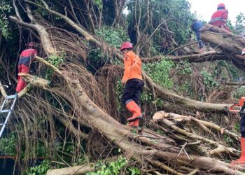 Hujan Deras Dan Angin Kencang Tumbangkan Pohon Beringin di SMAN 1 Cicurug, 12 Kendaraan Rusak