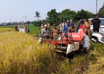 Panen Raya di Katulampa, Pemkot Bogor Berupaya Pertahankan Lahan Sawah yang Menyusut