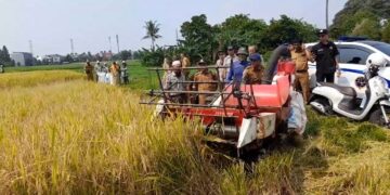 Panen Raya di Katulampa, Pemkot Bogor Berupaya Pertahankan Lahan Sawah yang Menyusut