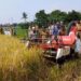 Panen Raya di Katulampa, Pemkot Bogor Berupaya Pertahankan Lahan Sawah yang Menyusut