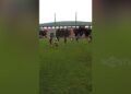 Srikandi Bogor Istimewa Bidik Sejarah Di Porprov XV Jabar 2026