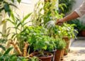 Manfaat Tanaman Herbal Bagi Keluarga Dirumah